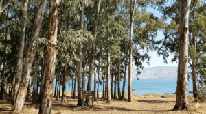 Eucalyptus Sea of Galilee