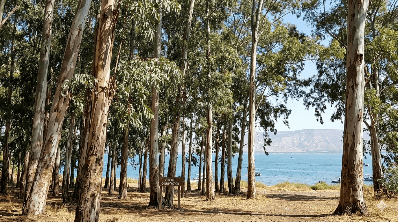 Eucalyptus Sea of Galilee
